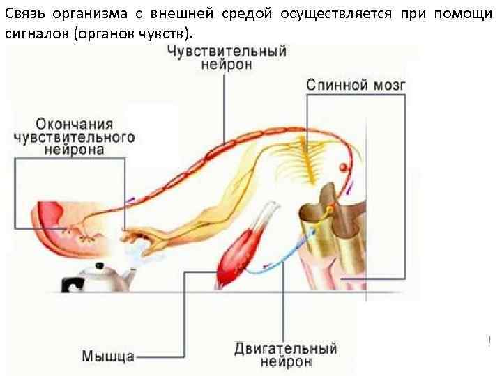 Связь осуществляется