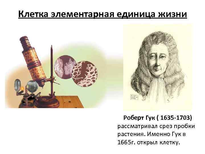 Клетка элементарная единица жизни Роберт Гук ( 1635 -1703) рассматривал срез пробки растения. Именно