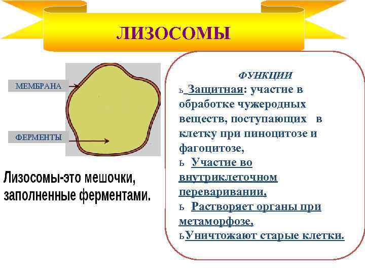 ЛИЗОСОМЫ ФУНКЦИИ МЕМБРАНА ФЕРМЕНТЫ Защитная: участие в обработке чужеродных веществ, поступающих в клетку при