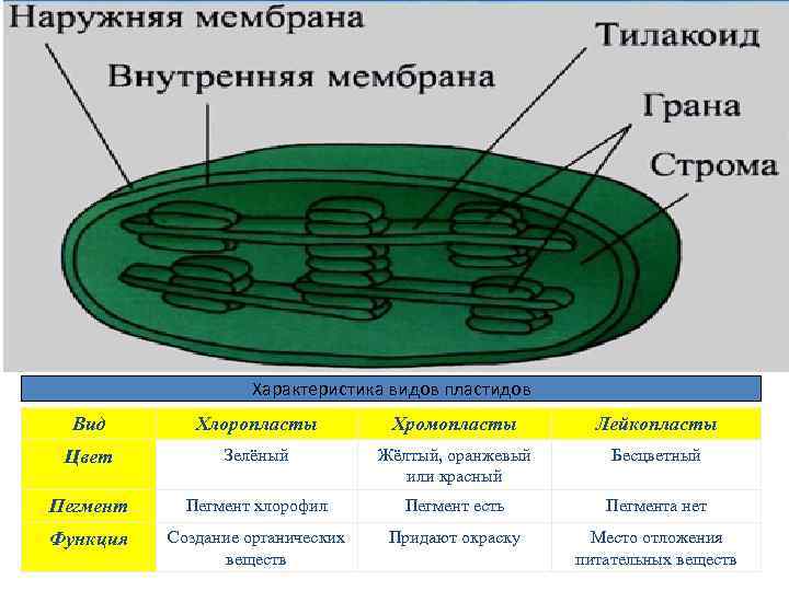 ПЛАСТИДЫ • Пластиды - это энергетические станции растительной клетки. • Пластиды могут превращаться из