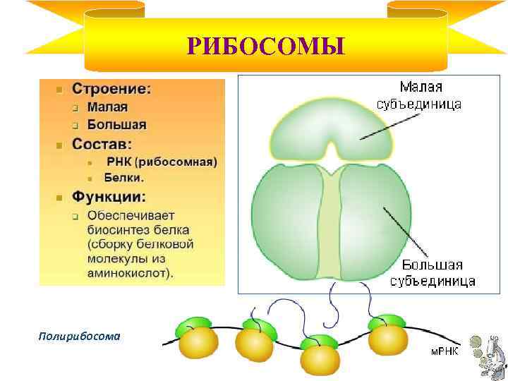 РИБОСОМЫ Полирибосома 