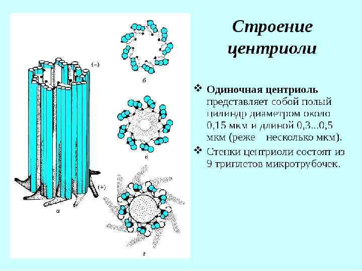 КЛЕТОЧНЫЙ ЦЕНТР Функция: участие в деление клетки (образует веретено деления). 