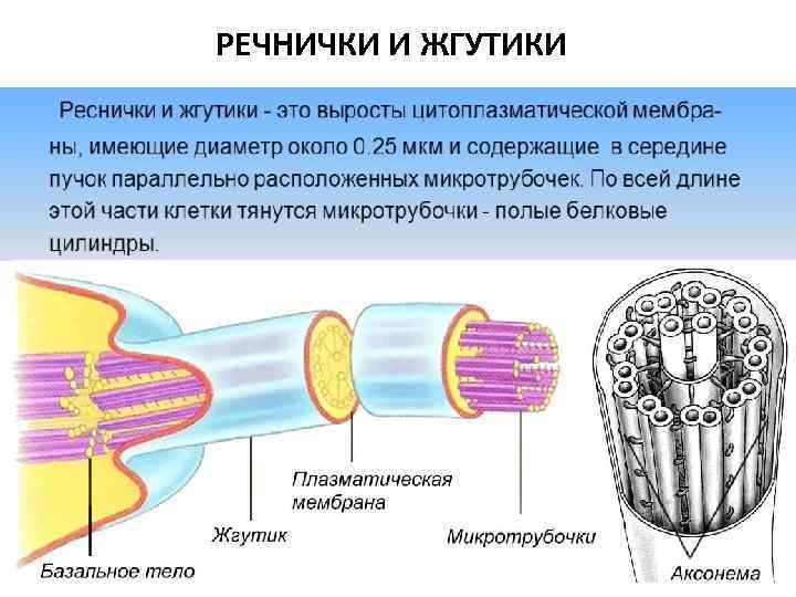 Зарисуйте схемы незавершенного фагоцитоза гонококка и завершенного фагоцитоза стафилококка