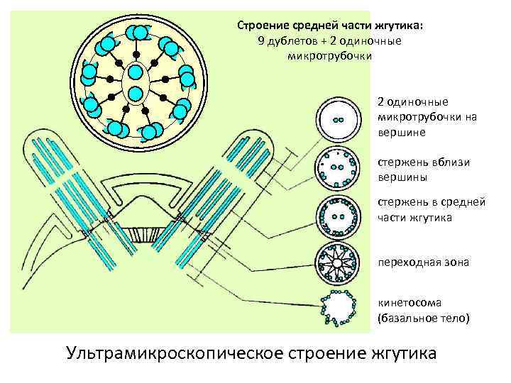 Строение средней части жгутика: 9 дублетов + 2 одиночные микротрубочки на вершине стержень вблизи