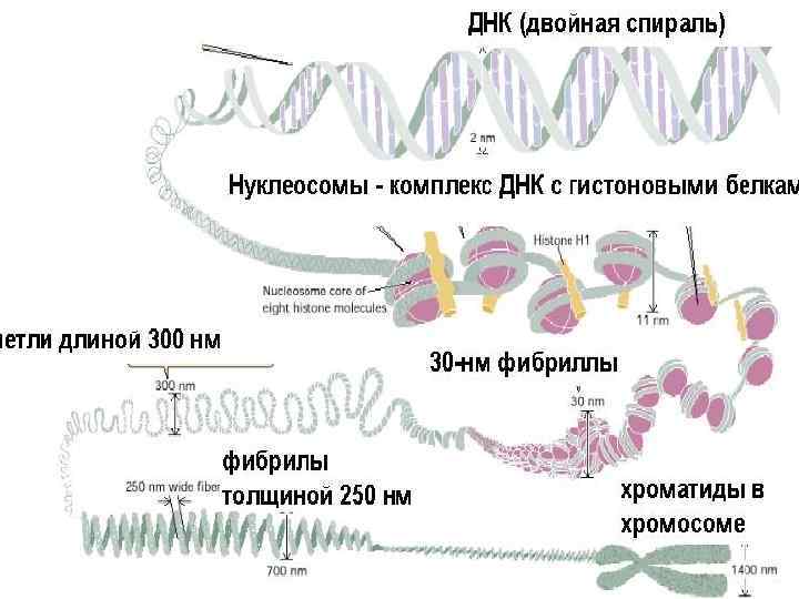 Структура ядра Строение и состав структуры Функции структуры Ядерная оболочка Наружная и внутренняя мембрана