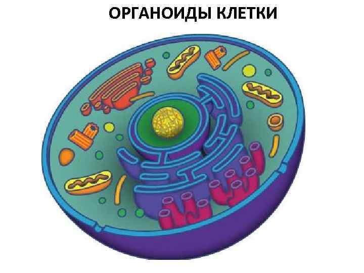 ОРГАНОИДЫ КЛЕТКИ 