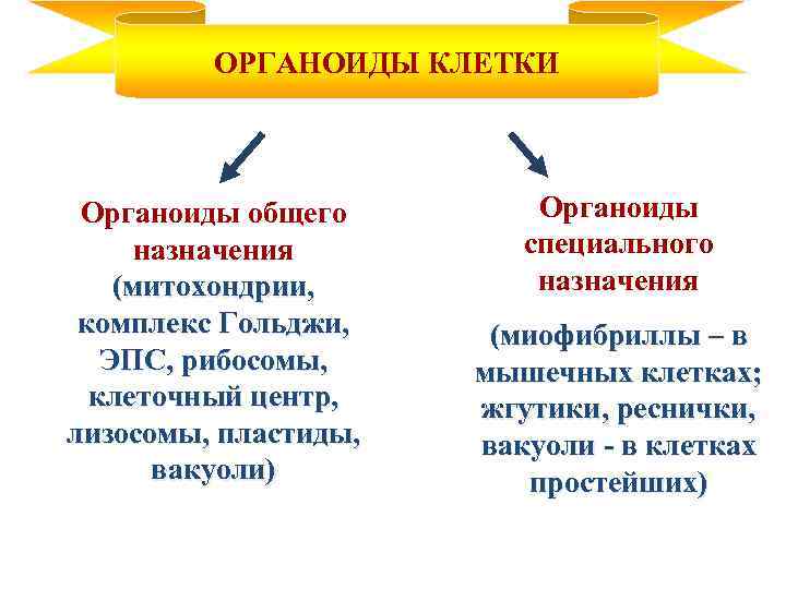 ОРГАНОИДЫ КЛЕТКИ Органоиды общего назначения (митохондрии, комплекс Гольджи, ЭПС, рибосомы, клеточный центр, лизосомы, пластиды,