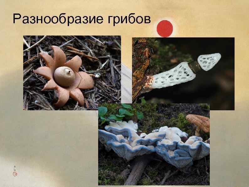 Разнообразие грибов 