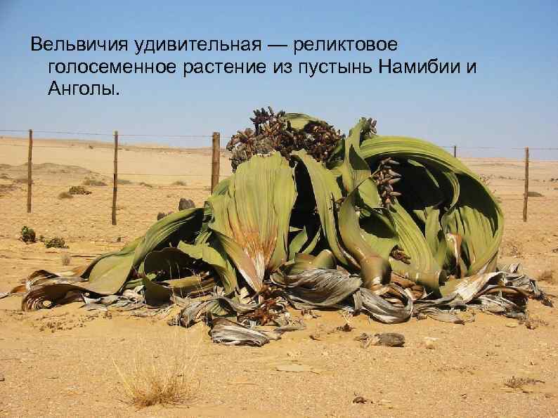 Вельвичия удивительная — реликтовое голосеменное растение из пустынь Намибии и Анголы. 