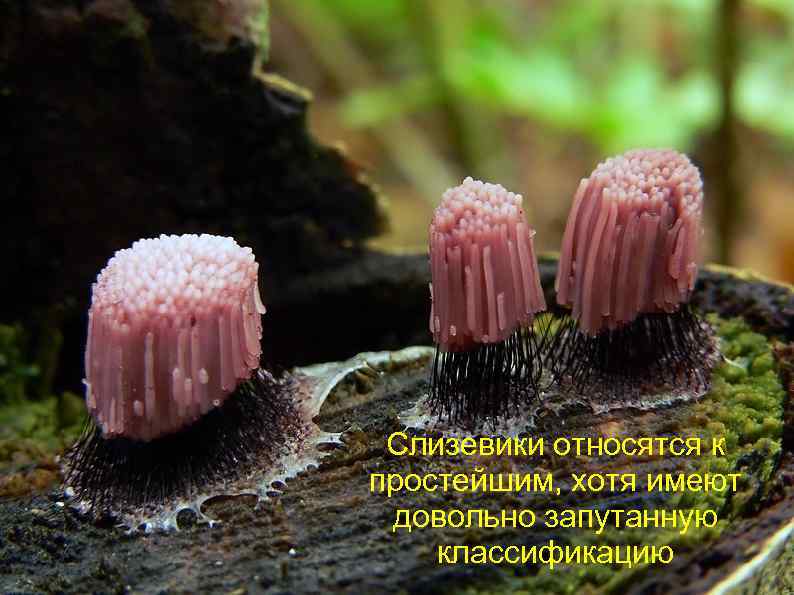 Слизевики относятся к простейшим, хотя имеют довольно запутанную классификацию 