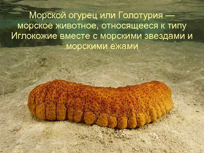 Морской огурец или Голотурия — морское животное, относящееся к типу Иглокожие вместе с морскими