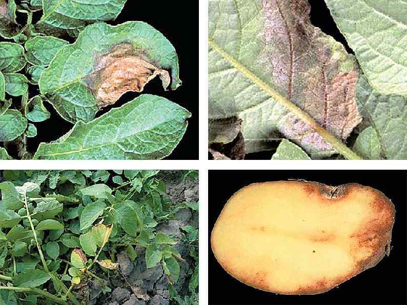 Грибковые заболевания картофеля фото описание и лечение фитофтороз