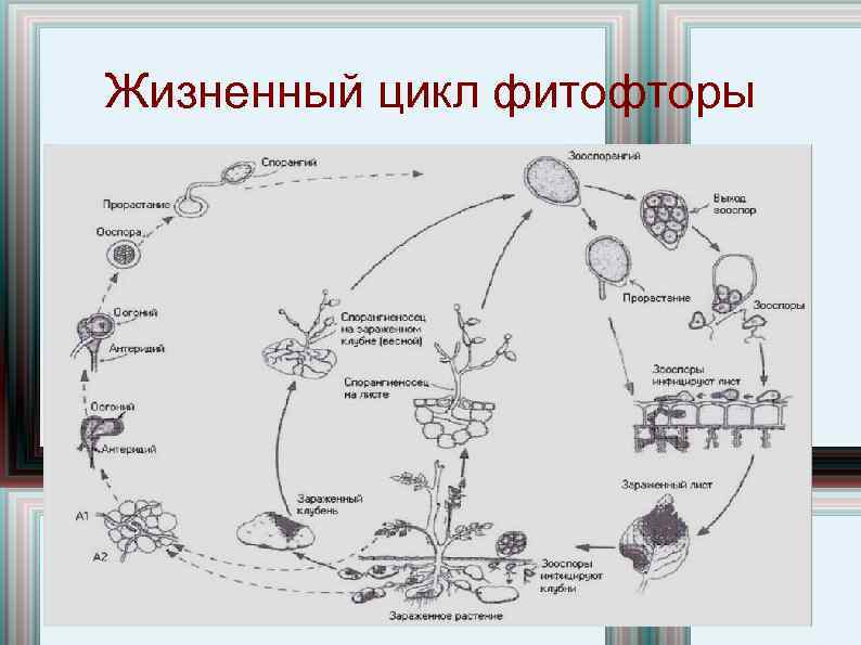 Жизненный цикл фитофторы 