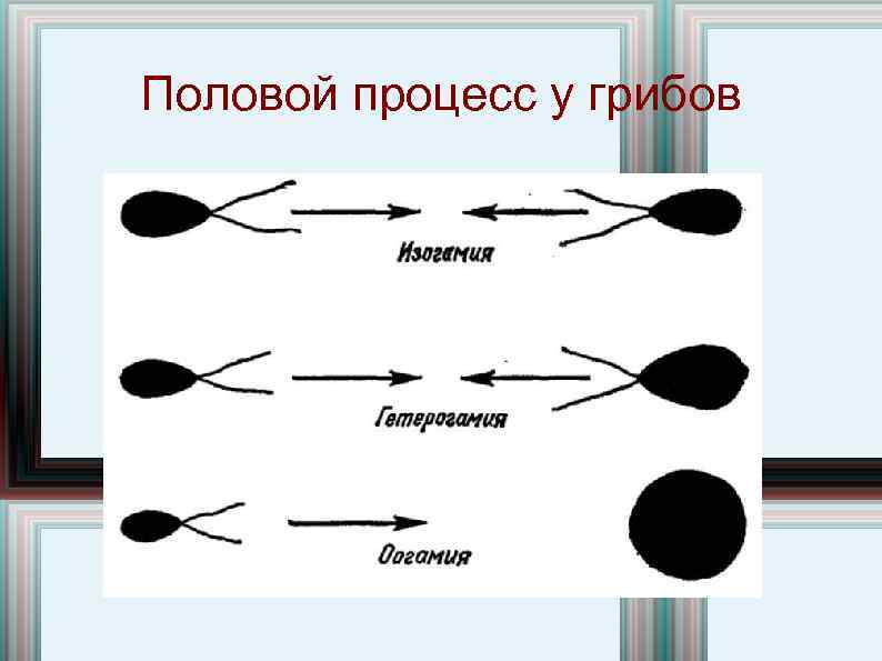 Формы половый