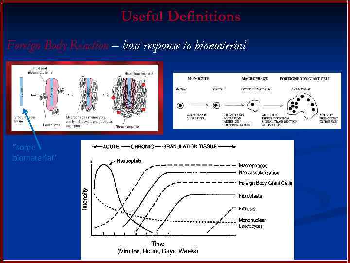 Useful Definitions Foreign Body Reaction – host response to biomaterial “some biomaterial” 