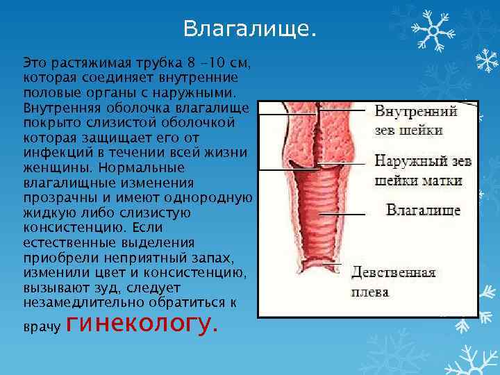 Внутренняя половая. Слизистая оболочка половых органов. Слизистая оболочка влагалища. Слизистые оболочки половых органов. Наружная оболочка влагалища.