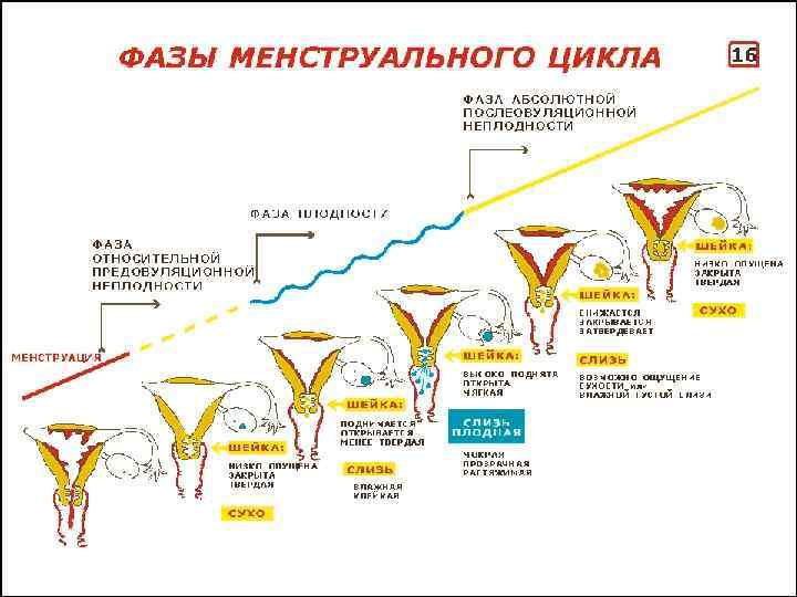 Менструальный цикл рисунок