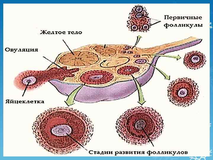 Менструальный цикл рисунок