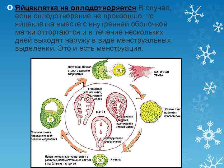 Рассмотрите рисунок почему зародыш удерживается в матке а неоплодотворенная яйцеклетка нет