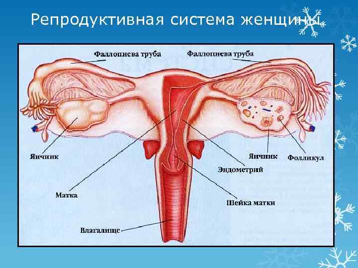 Репродуктивная система женщины. 