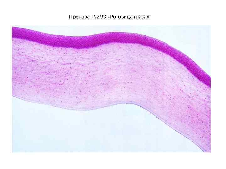 Роговица гистология