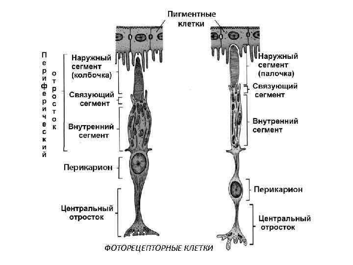 ФОТОРЕЦЕПТОРНЫЕ КЛЕТКИ 