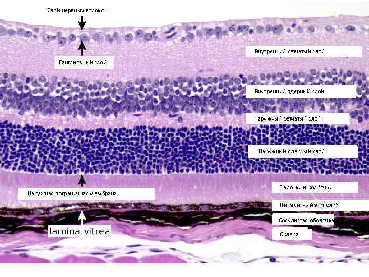Слой нервных волокон Внутренний сетчатый слой Ганглиозный слой Внутренний ядерный слой Наружный сетчатый слой
