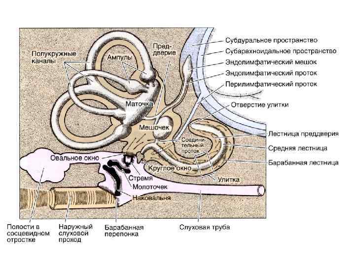 Ресничное тело фото