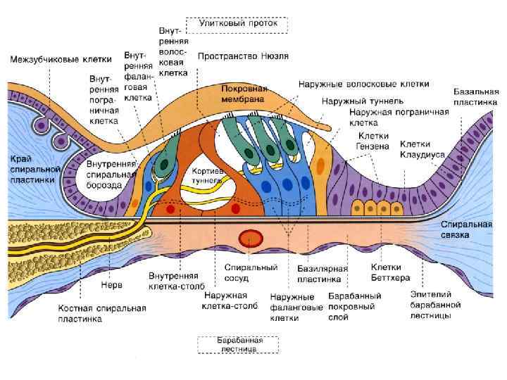 Ресничное тело фото