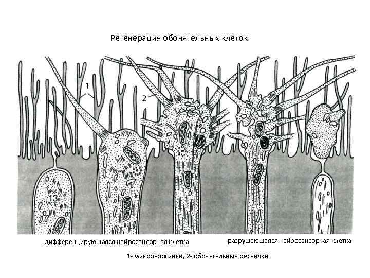 Регенерация обонятельных клеток дифференцирующаяся нейросенсорная клетка разрушающаяся нейросенсорная клетка 1 - микроворсинки, 2 -