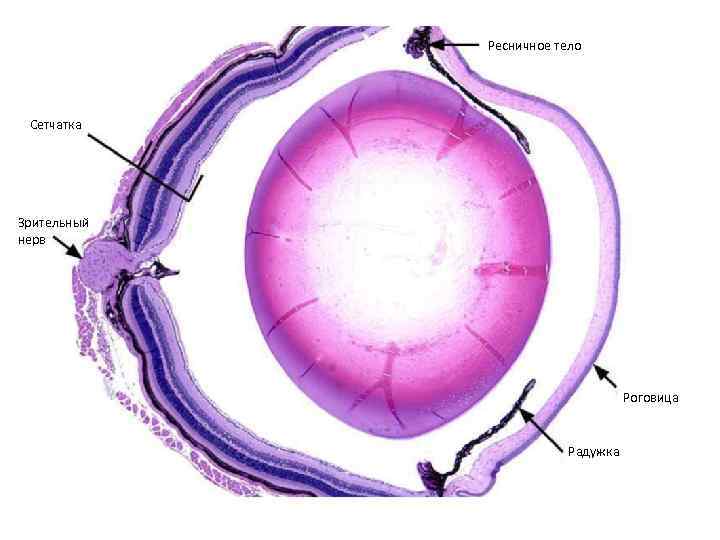 Ресничное тело Сетчатка Зрительный нерв Роговица Радужка 