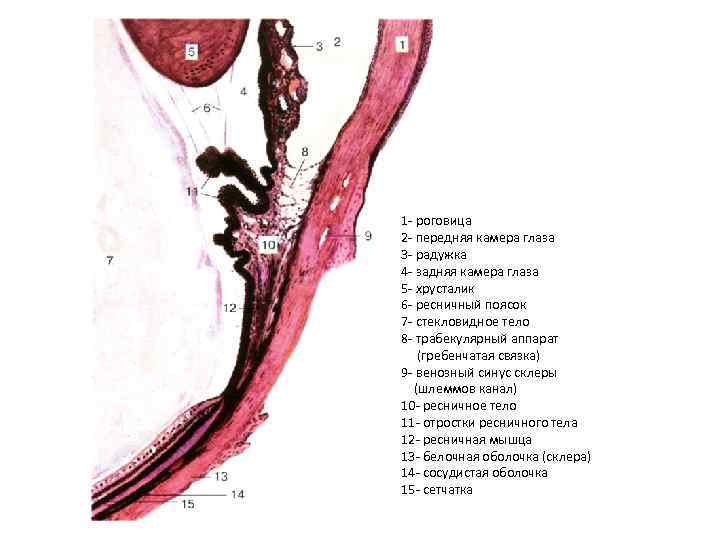 1 - роговица 2 - передняя камера глаза 3 - радужка 4 - задняя