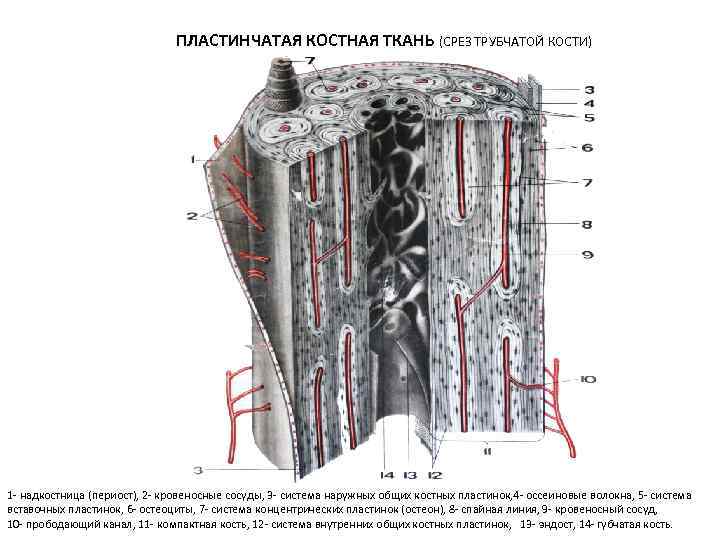 Схема поперечного среза стенки трубчатого органа