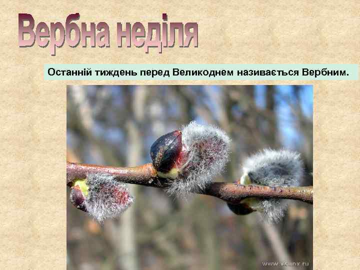 Останній тиждень перед Великоднем називається Вербним. 