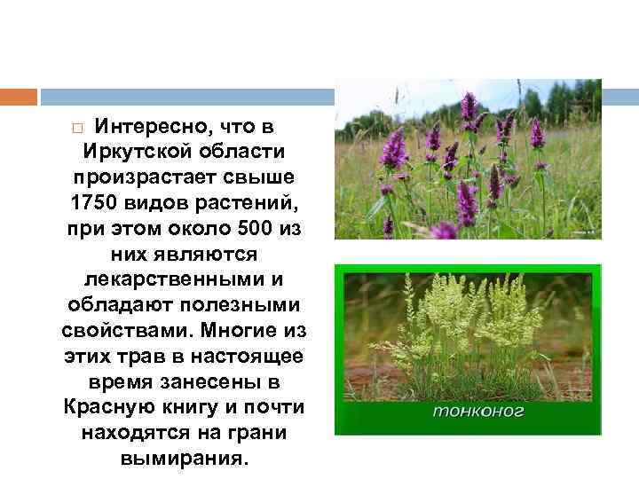 Интересно, что в Иркутской области произрастает свыше 1750 видов растений, при этом около 500