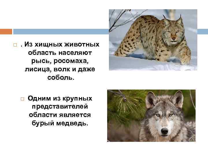  . Из хищных животных область населяют рысь, росомаха, лисица, волк и даже соболь.
