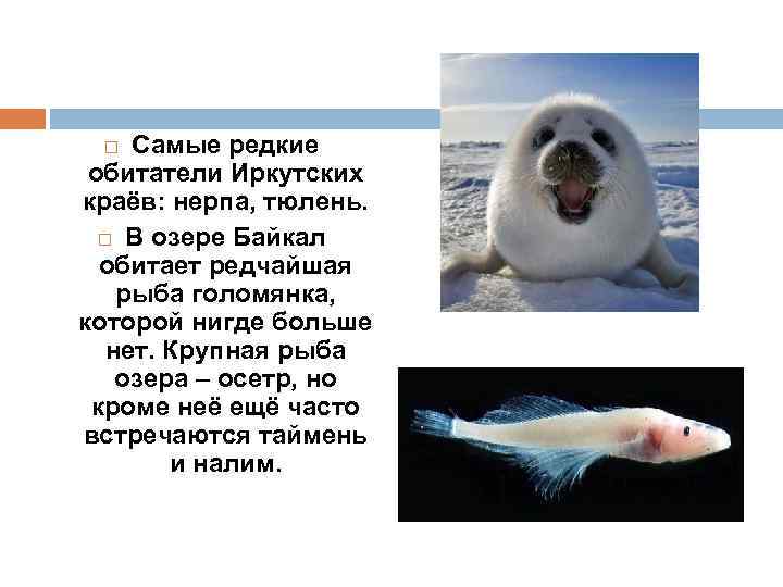 Самые редкие обитатели Иркутских краёв: нерпа, тюлень. В озере Байкал обитает редчайшая рыба голомянка,