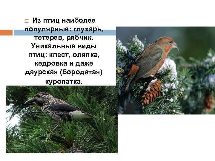 Из птиц наиболее популярные: глухарь, тетерев, рябчик. Уникальные виды птиц: клест, оляпка, кедровка и
