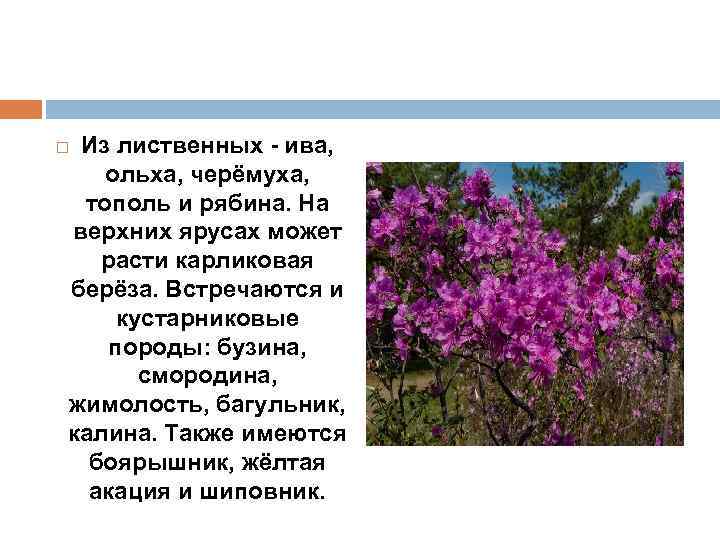 Из лиственных - ива, ольха, черёмуха, тополь и рябина. На верхних ярусах может расти