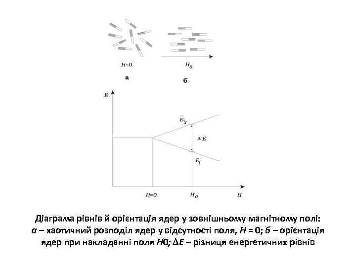 Діаграма рівнів й орієнтація ядер у зовнішньому магнітному полі: а – хаотичний розподіл ядер