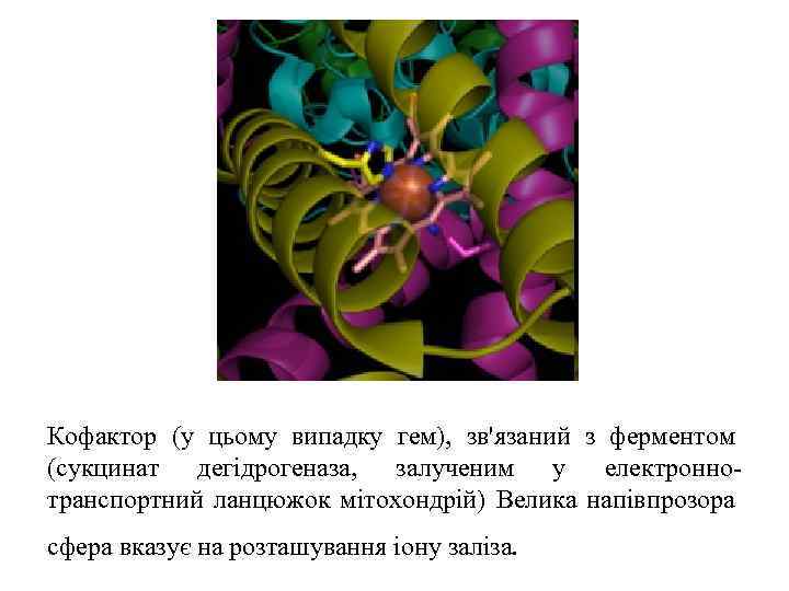 Кофактор (у цьому випадку гем), зв'язаний з ферментом (сукцинат дегідрогеназа, залученим у електроннотранспортний ланцюжок