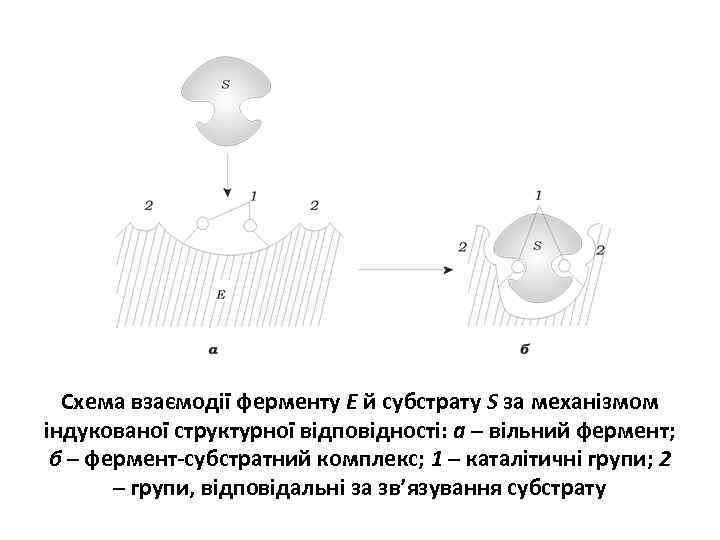Схема взаємодії ферменту Е й субстрату S за механізмом індукованої структурної відповідності: а –