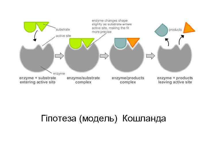 Гіпотеза (модель) Кошланда 