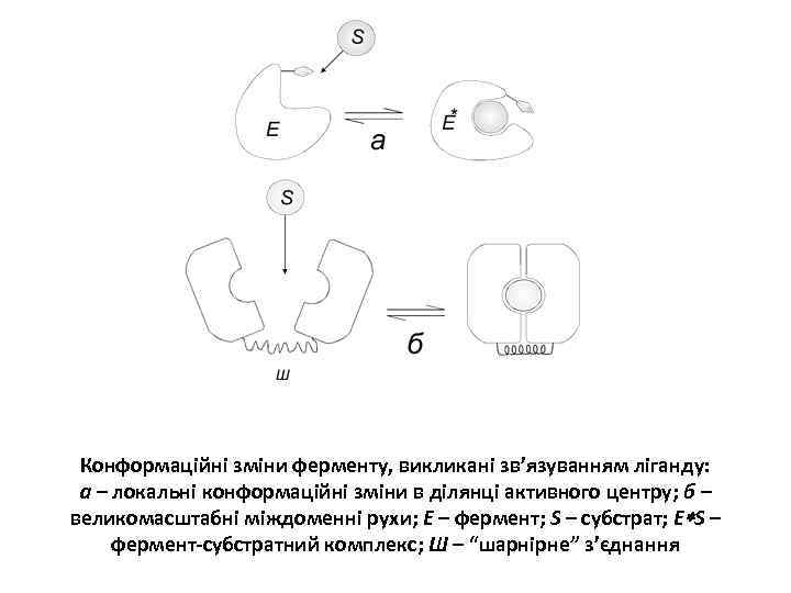 Конформаційні зміни ферменту, викликані зв’язуванням ліганду: а – локальні конформаційні зміни в ділянці активного