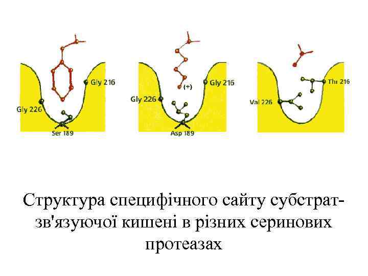 Структура специфічного сайту субстратзв'язуючої кишені в різних серинових протеазах 