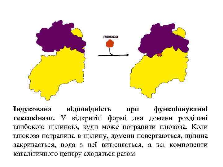 Індукована відповідність при функціонуванні гексокінази. У відкритій формі два домени розділені глибокою щілиною, куди