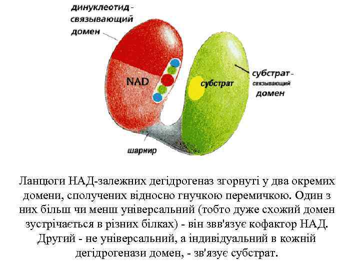 Ланцюги НАД-залежних дегідрогеназ згорнуті у два окремих домени, сполучених відносно гнучкою перемичкою. Один з