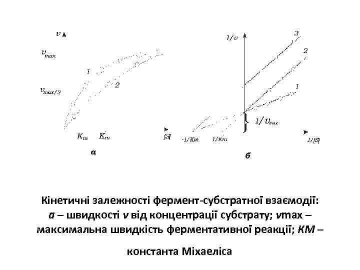 Кінетичні залежності фермент-субстратної взаємодії: а – швидкості v від концентрації субстрату; vmax – максимальна