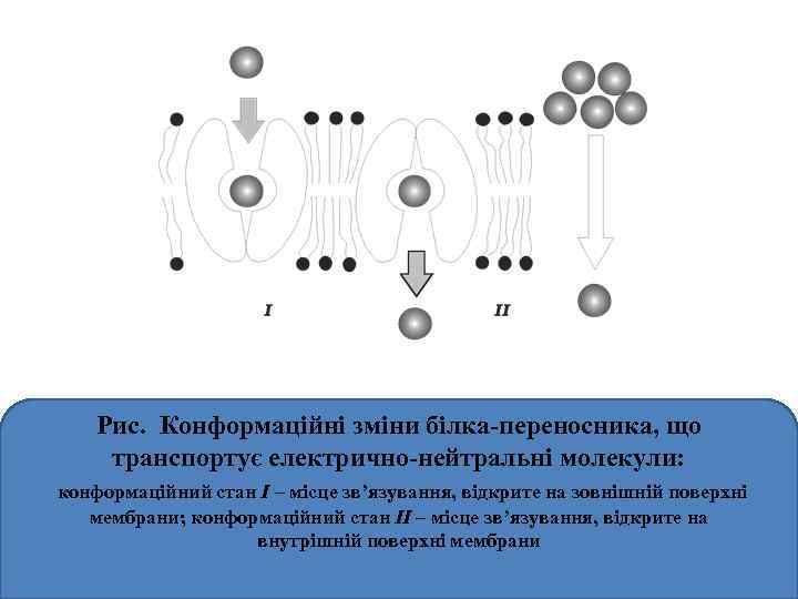 Рис. Конформаційні зміни білка-переносника, що транспортує електрично-нейтральні молекули: конформаційний стан I – місце зв’язування,