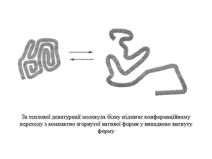 За теплової денатурації молекула білку підлягає конформаційному переходу з компактно згорнутої нативої форми у